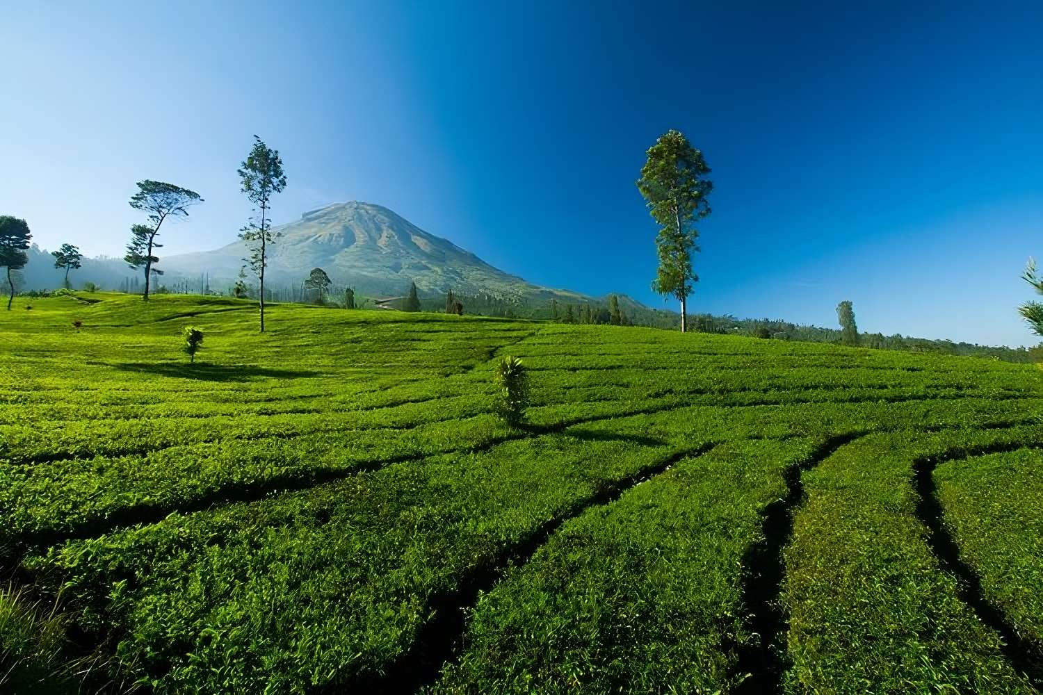 Tambie Tea Garden Wonosobo memiliki pemandangan yang istimewa di pagi hari